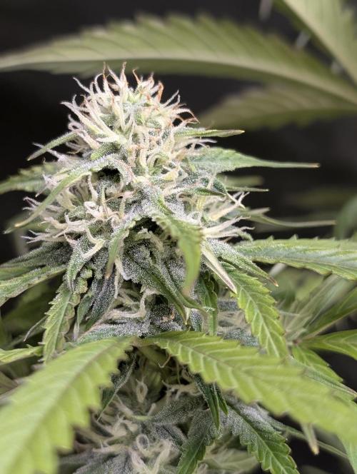 Purple Lemon Tree XLL x4. Week 9