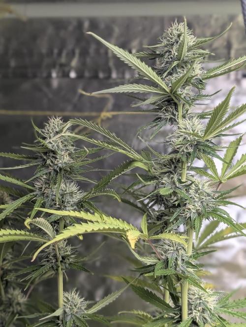 Purple Lemon Tree XLL x4. Week 9