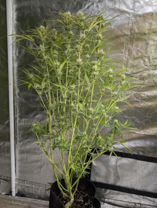 Purple Lemon Tree XLL x4. Week 9 - 2