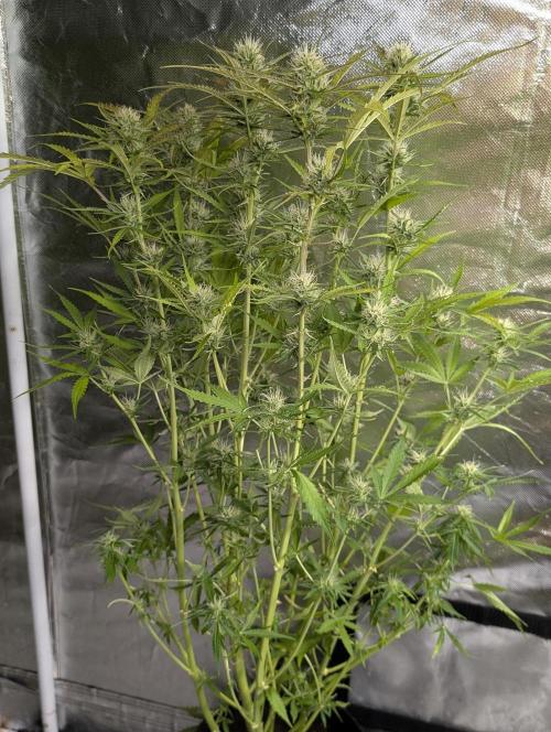 Purple Lemon Tree XLL x4. Week 9