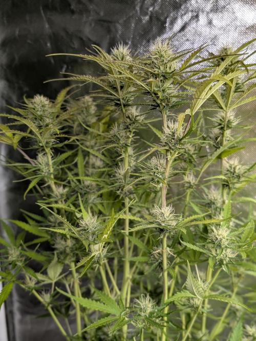 Purple Lemon Tree XLL x4. Week 9
