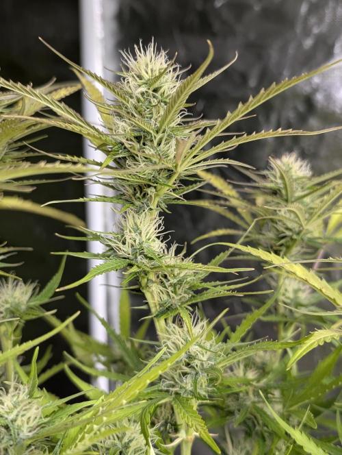 Purple Lemon Tree XLL x4. Week 9