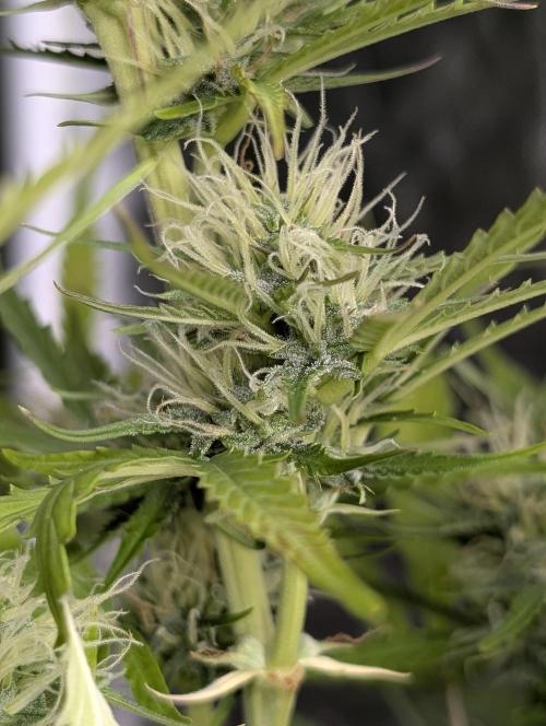 Purple Lemon Tree XLL x4. Week 9