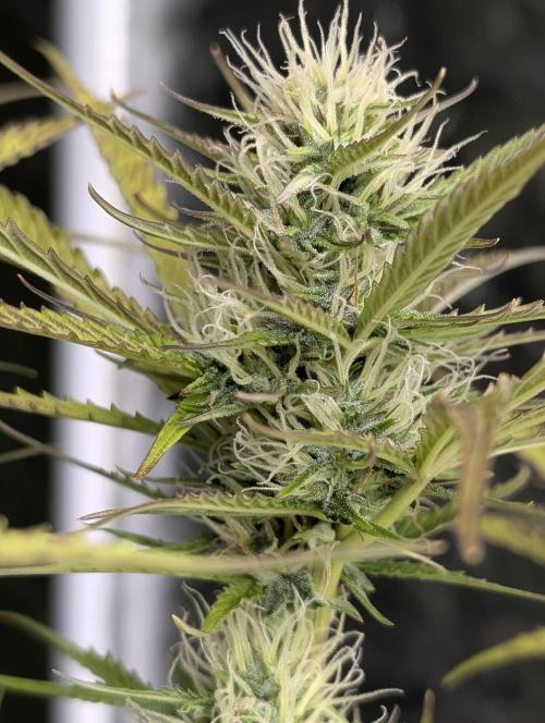 Purple Lemon Tree XLL x4. Week 9