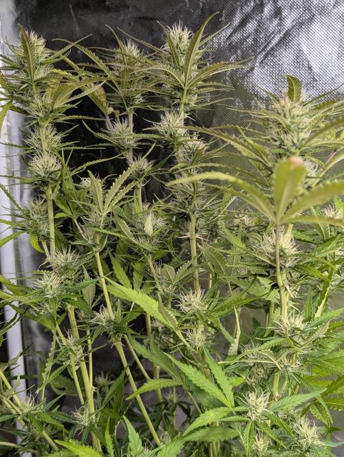 Purple Lemon Tree XLL x4. Week 9