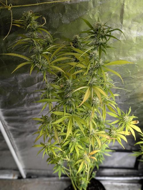 Purple Lemon Tree XLL x4. Week 9 - 3