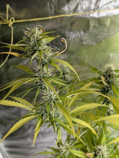 Purple Lemon Tree XLL x4. Week 9