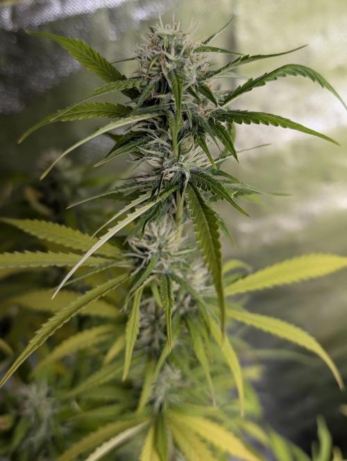 Purple Lemon Tree XLL x4. Week 9