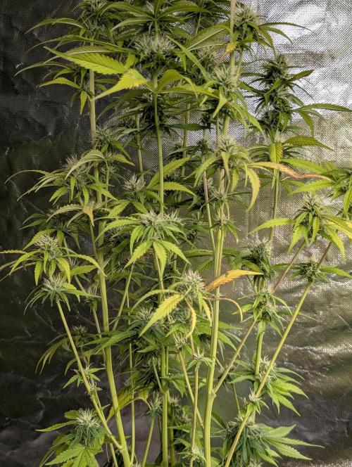 Purple Lemon Tree XLL x4. Week 9