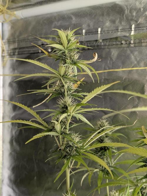 Purple Lemon Tree XLL x4. Week 9
