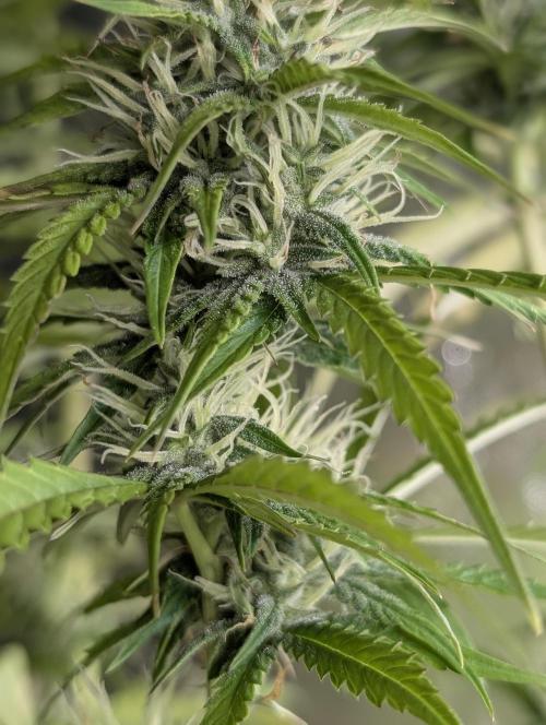 Purple Lemon Tree XLL x4. Week 9