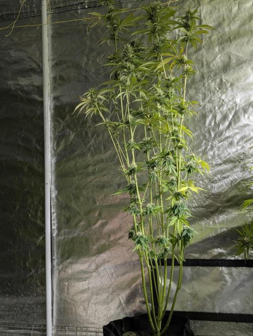 Purple Lemon Tree XLL x4. Week 9