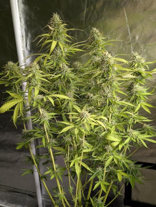Sweet Mango Auto x4. Week 9 - 1