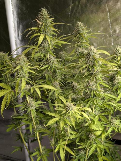 Sweet Mango Auto x4. Week 9