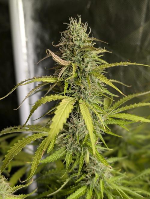 Sweet Mango Auto x4. Week 9