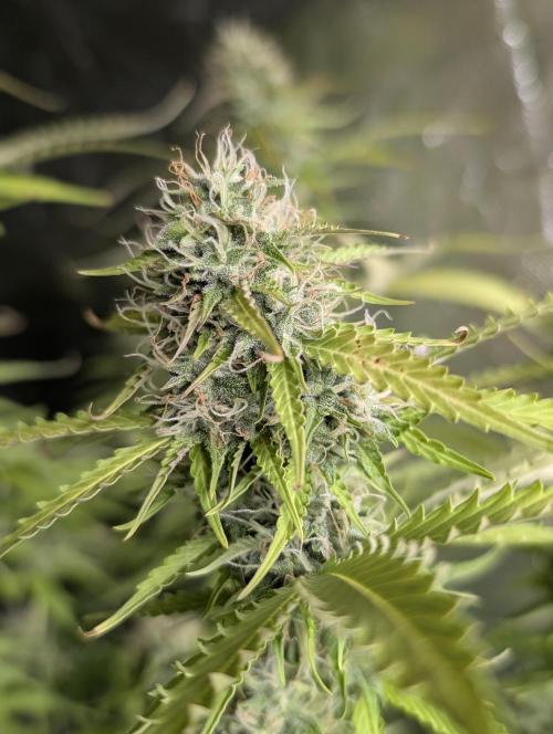 Sweet Mango Auto x4. Week 9