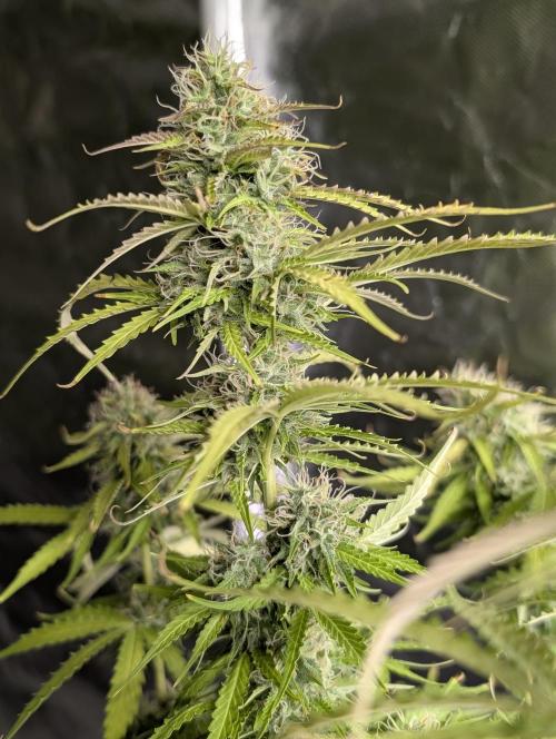 Sweet Mango Auto x4. Week 9