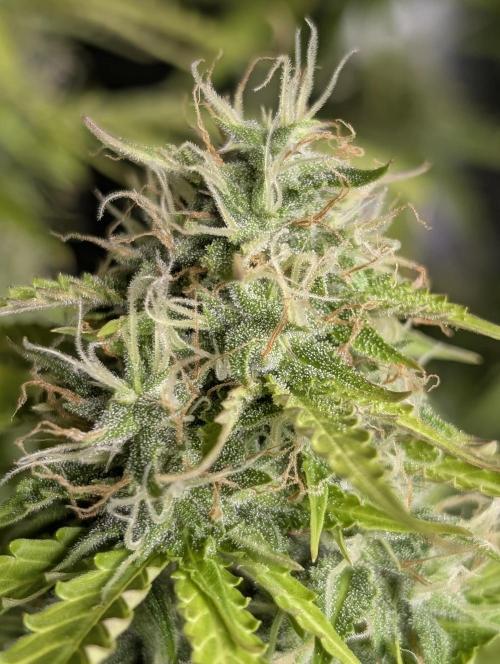 Sweet Mango Auto x4. Week 9
