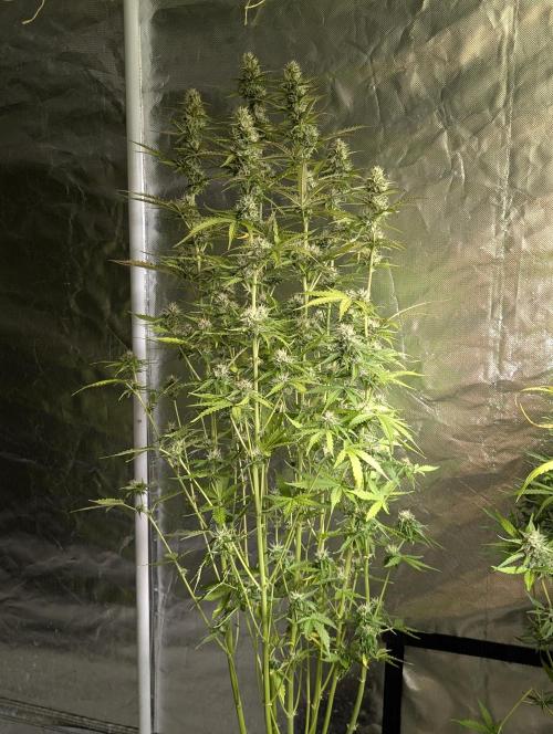 Sweet Mango Auto x4. Week 9 - 2