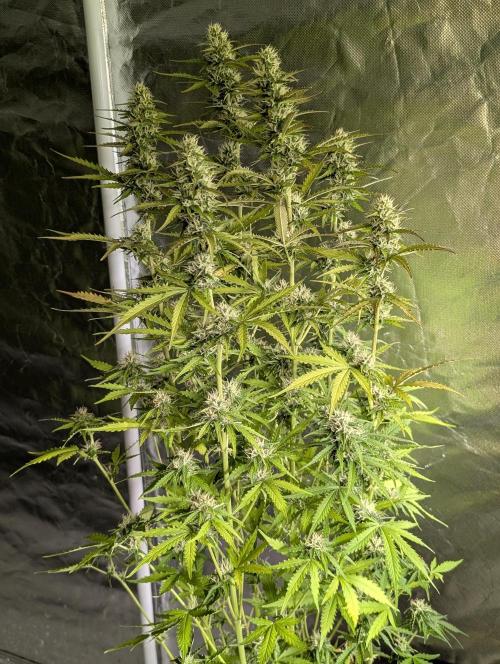 Sweet Mango Auto x4. Week 9