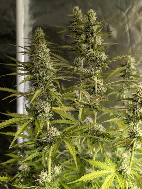 Sweet Mango Auto x4. Week 9