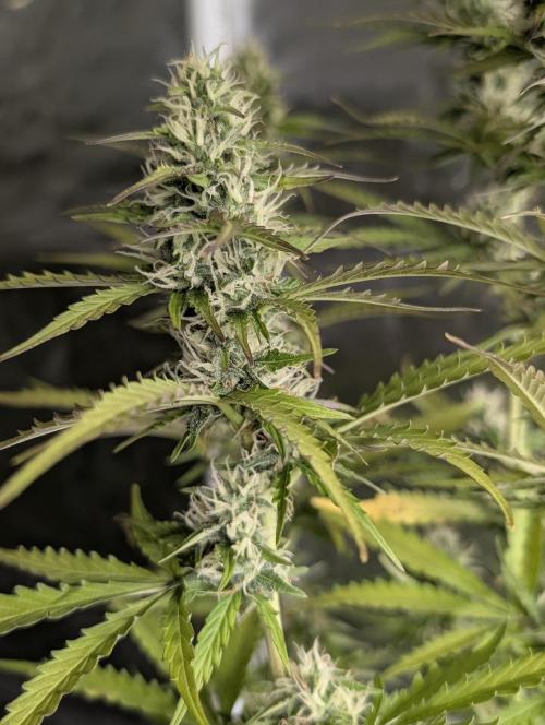 Sweet Mango Auto x4. Week 9