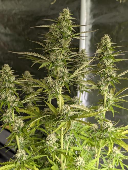 Sweet Mango Auto x4. Week 9