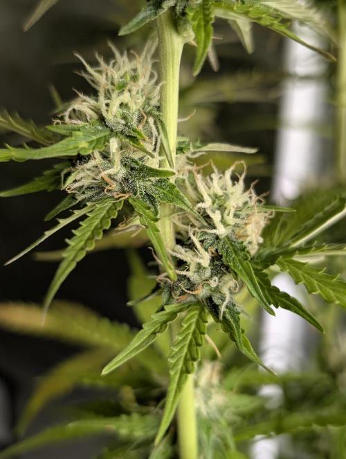 Sweet Mango Auto x4. Week 9