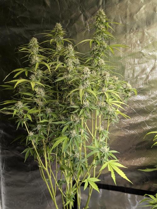 Sweet Mango Auto x4. Week 9 - 3