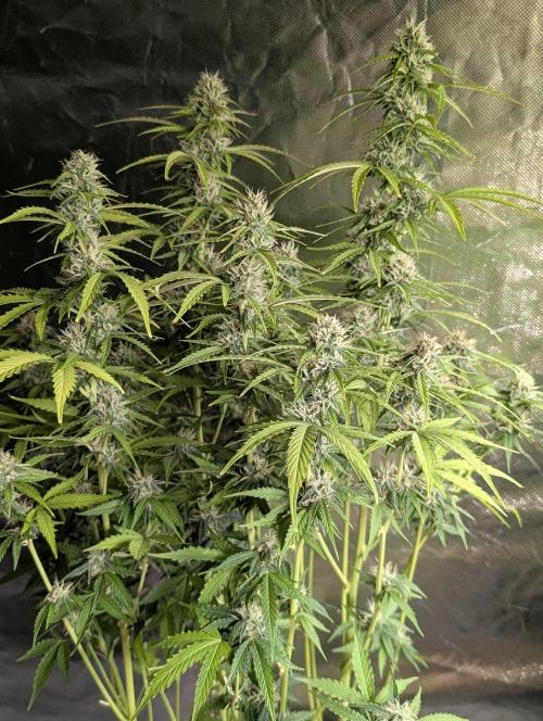 Sweet Mango Auto x4. Week 9