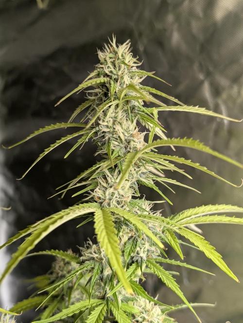 Sweet Mango Auto x4. Week 9