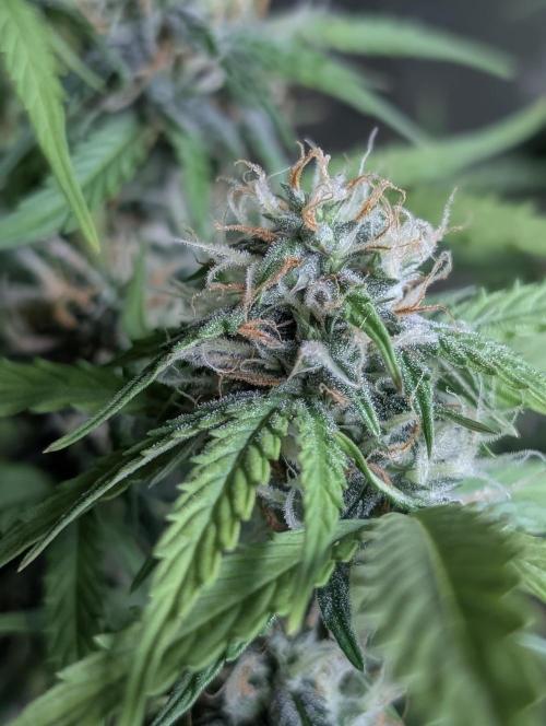 Sweet Mango Auto x4. Week 9