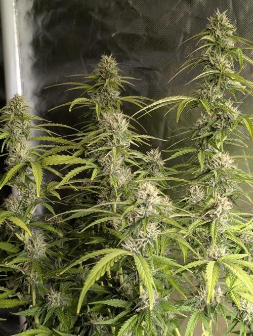 Sweet Mango Auto x4. Week 9