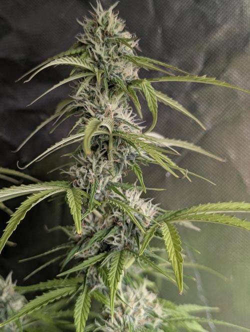 Sweet Mango Auto x4. Week 9