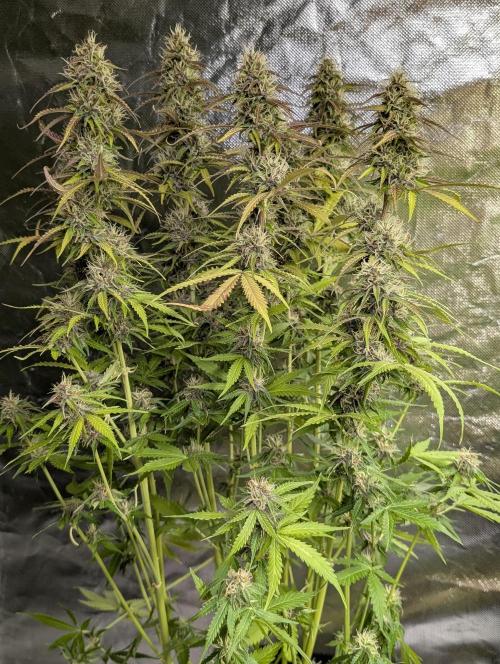 Sweet Mango Auto x4. Week 9 - 4