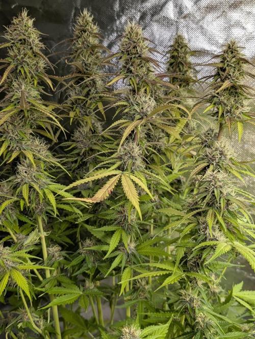 Sweet Mango Auto x4. Week 9