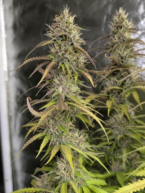 Sweet Mango Auto x4. Week 9