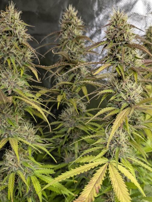 Sweet Mango Auto x4. Week 9