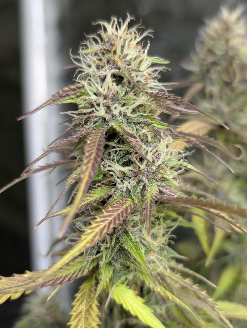 Sweet Mango Auto x4. Week 9