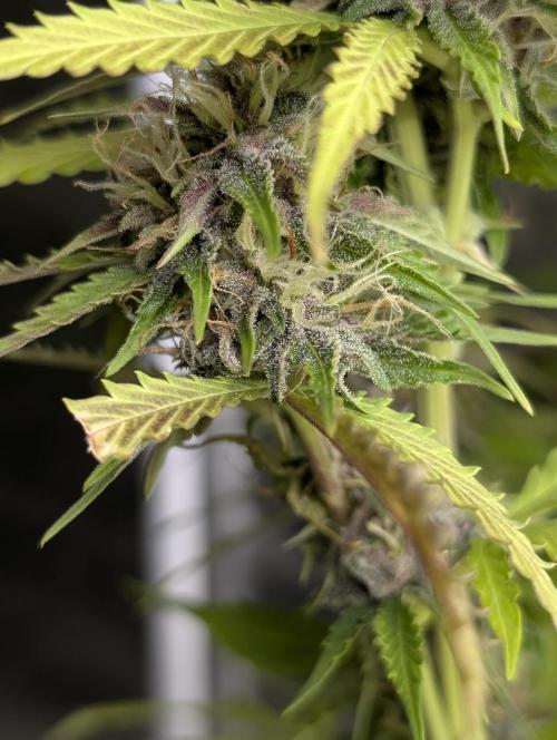 Sweet Mango Auto x4. Week 9