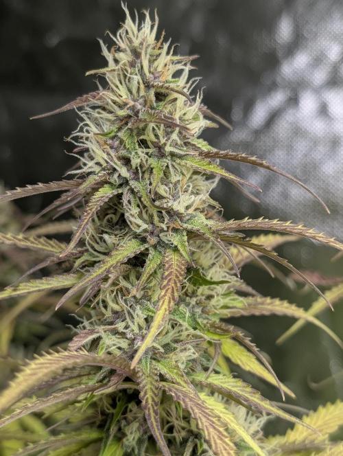 Sweet Mango Auto x4. Week 9