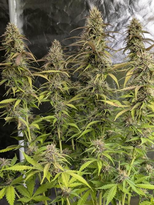 Sweet Mango Auto x4. Week 9
