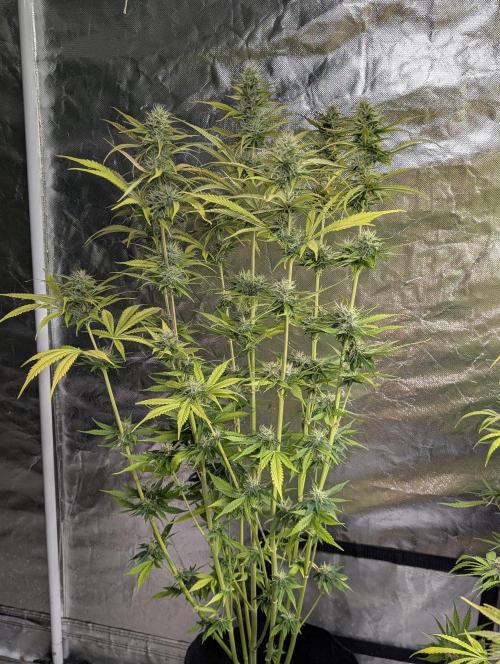 Purple Lemon Tree XLL x4. Week 9