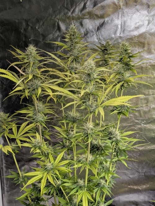 Purple Lemon Tree XLL x4. Week 9