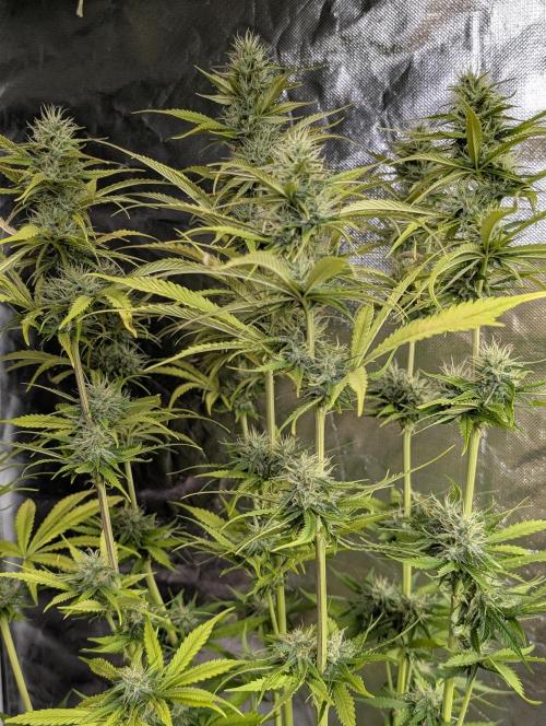 Purple Lemon Tree XLL x4. Week 9