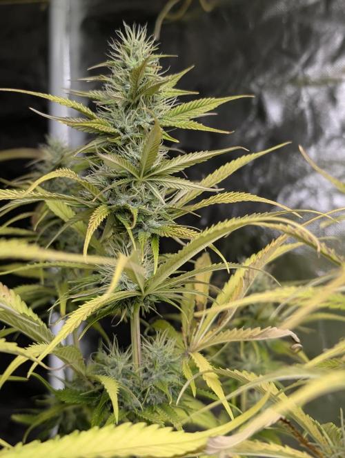 Purple Lemon Tree XLL x4. Week 9