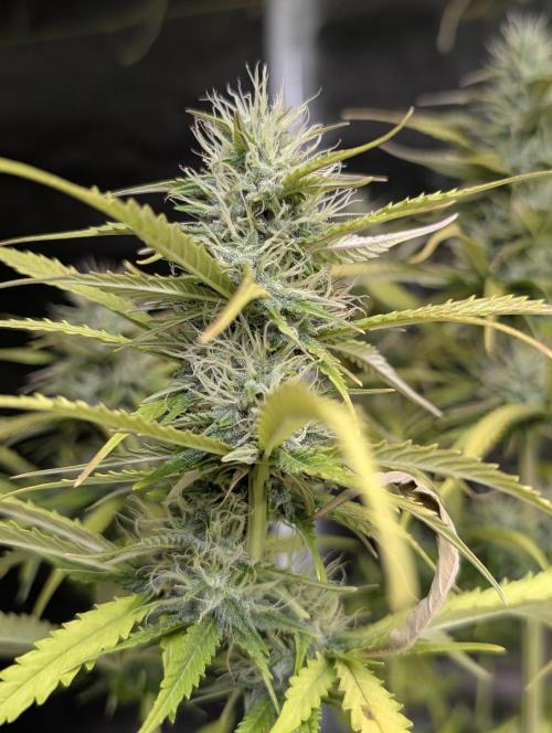 Purple Lemon Tree XLL x4. Week 9