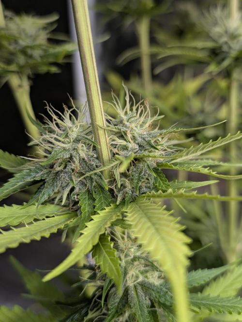 Purple Lemon Tree XLL x4. Week 9