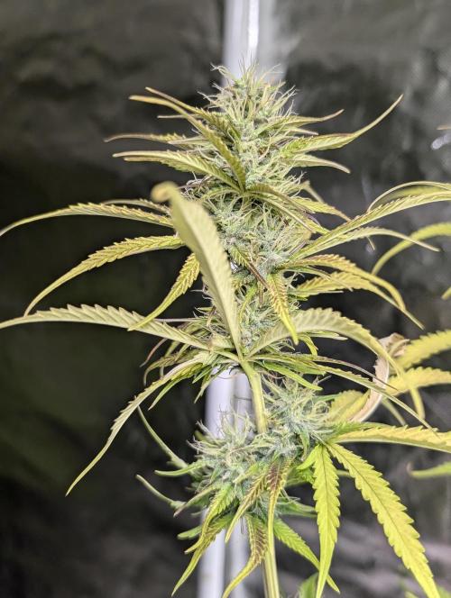 Purple Lemon Tree XLL x4. Week 9
