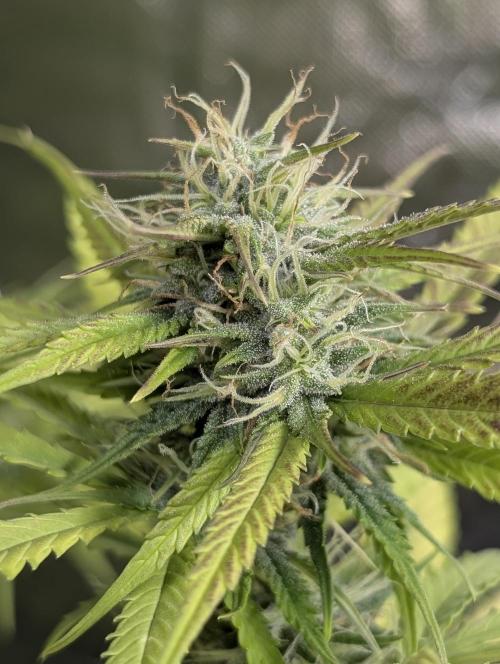 Purple Lemon Tree XLL x4. Week 9